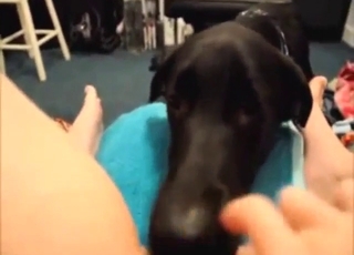 POV pleasure featured with a black dog licking