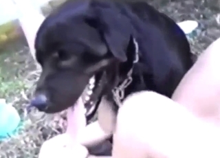 Black dog is going to make her pussy wetter