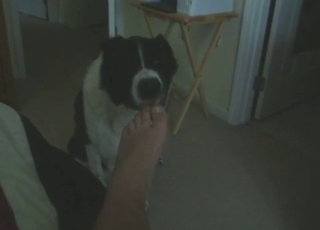 Toe-sucking animal makes it intentions clear