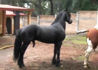 Black stallion fucks a brown mare from behind