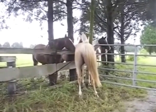 Every zoophile knows a mare in heat when sees it