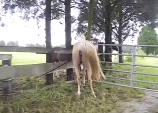 Every zoophile knows a mare in heat when sees it