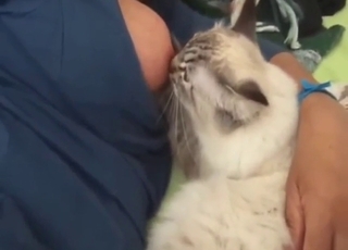 Zoophile feeds her milky tit to a fucking cat