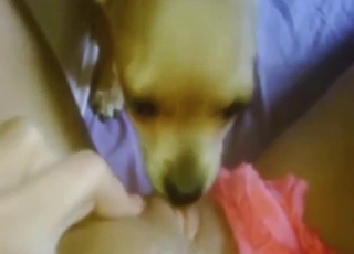 Bestiality sex with a slutty animal licking pussy