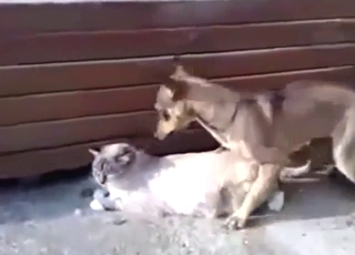 Bestiality sex shows a cat with a dog, fucking
