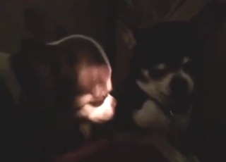 Zoo porn shows a sexy dog getting fucked