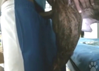 Zoo porn looks great as there's dog who loves anal