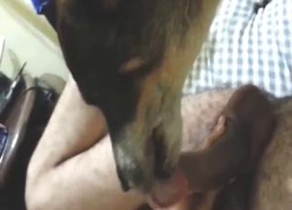 Zoo sex with a sexy animal licking his penis