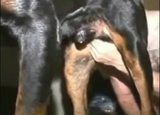 Bestiality sex with a dog getting rimmed hard