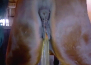 Zoo XXX movie with a horse gushing hot piss