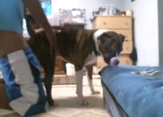 Zoophile with a nice dog is about to screw a dog