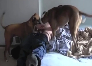 Zoo sex scene with a guy who wants to fuck dogs