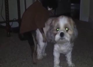 Dog-on-dog fucking with two sexy animals