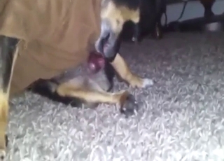 Dog-on-dog fucking with two sexy animals