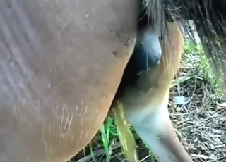 Horse with a wet pussy gets fucked by donkey