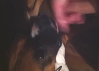 Slutty boxer dog is going to take his hot semen