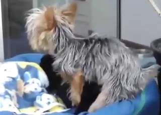 Yorkie zoo porn XXX with dry humping and more