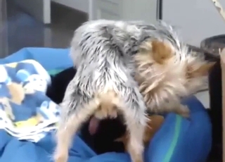 Yorkie zoo porn XXX with dry humping and more
