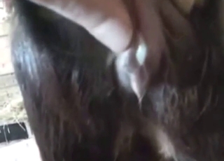 Dude fucks a brown goat's ass from behind