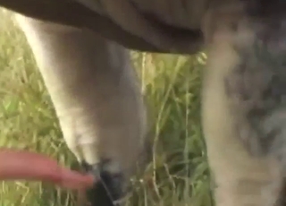 Bull cock is a treat for every single zoophile