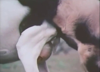 Goat bestiality sex with vintage beasts CUMMING