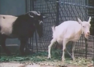 Goat bestiality sex with vintage beasts CUMMING