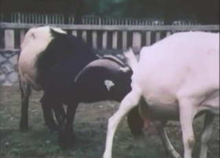 Goat bestiality sex with vintage beasts CUMMING