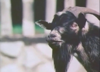 Goat bestiality sex with vintage beasts CUMMING