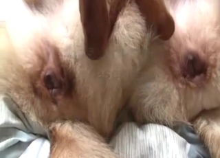 Kinky zoo sex scene shows a guy fucking beasts