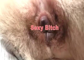 Kinky zoo sex scene shows a guy fucking beasts