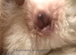 Kinky zoo sex scene shows a guy fucking beasts