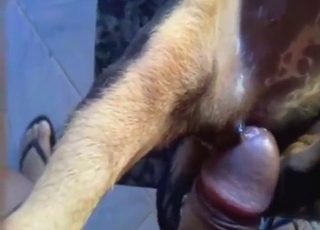 Small-dicked zoophile seducing a brown beast