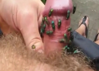 Amazing zoo XXX with flies massaging cock