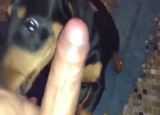 Crazy bestiality sex with lots of POV licking