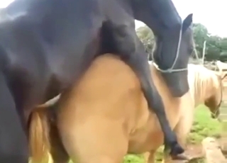 Every zoophile turns into a voyeur for horses