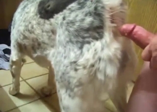 Ass-fuck zoo XXX with plenty of hot foreplay