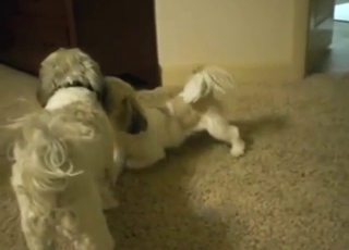 Gay animal fucking with two beasts that cum