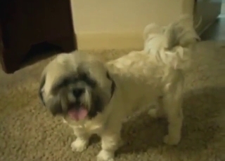 Gay animal fucking with two beasts that cum