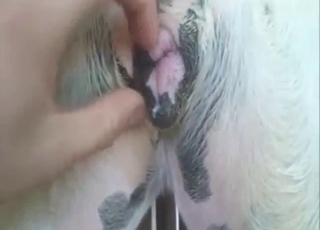 Creampie for a slutty animal, lots of thrusting