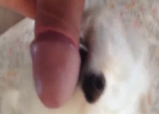 White dog looks sexy while licking his peen