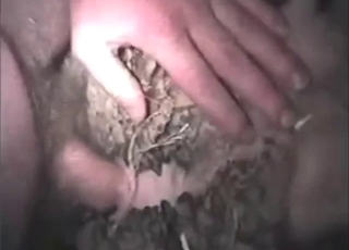 Close-up dick fuck with a slutty animal moaning