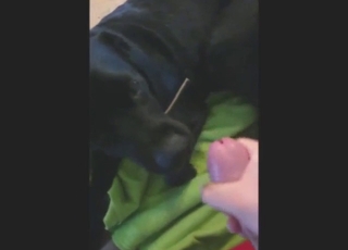 Hard-dicked dude is going to feed his cock to dog