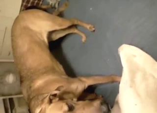 Messy POV creampie with a slutty animal filled