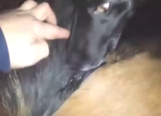 MILF Labrador dog gets fucked silly from behind