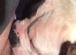 Dog with black and white fur sucks nice dick