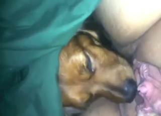 Wet-as-fuck lady gets licked by a sexy beast