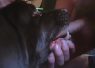 Neat cock of a horny zoophile licked by a dog