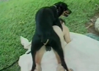 Slender fuckslut is enjoying a big black rear end