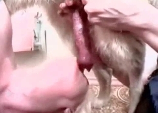 Doggy dick licked by a sweet zoophile