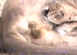 Incredible bestiality action for filthy zoophiles